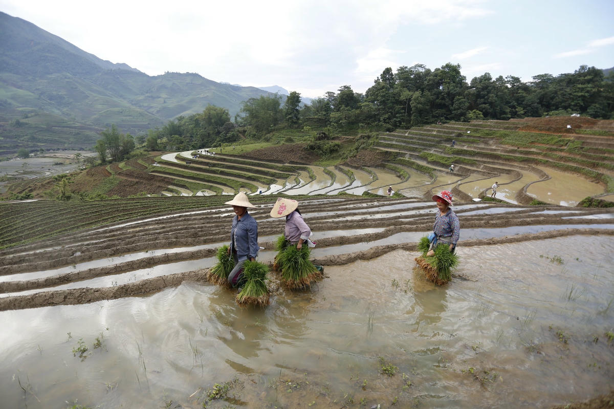 Việc nhổ mạ, cấy ở đây đa phần là phụ nữ đảm nhận. Ảnh Phạm Bằng