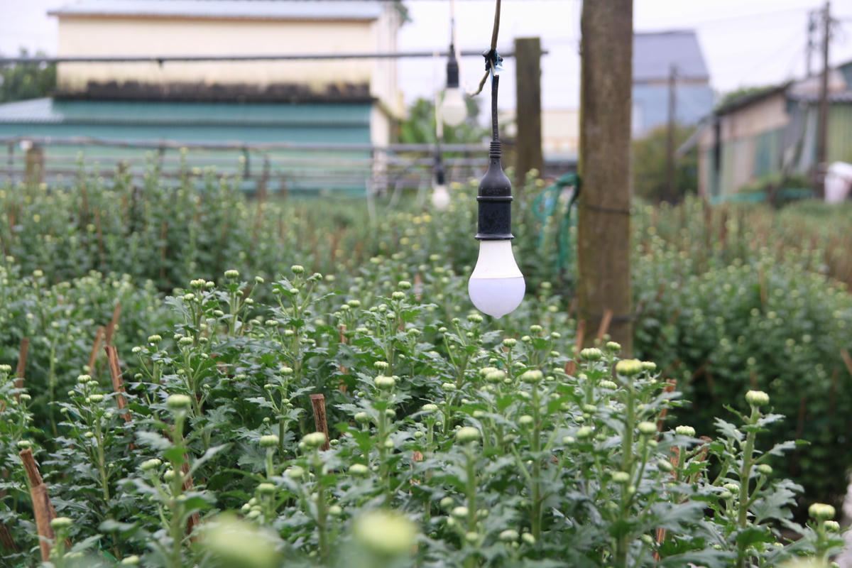 Trước đó, người dân phải thắp bóng điện để cây phát triển nhanh hơn, vươn cao hơn.