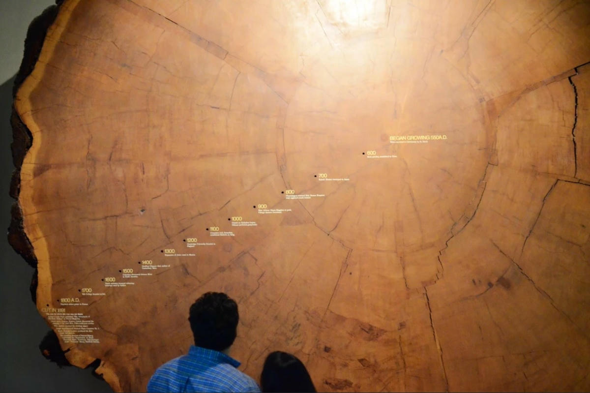 Nhiều cây, được tìm thấy trên khắp thế giới, đã hàng nghìn năm tuổi. Ảnh: CNN.