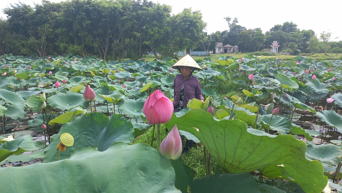 Dưới bàn tay của con người, nơi đây vừa đẹp mắt, vừa mang lại hiệu quả kinh tế.