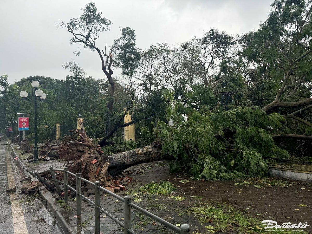 Người dân dùng ống thép, thang sắt chống tạm cây xà cừ cổ thụ đổ nghiêng ở ngõ 192 phố Lê Trọng Tấn (quận Thanh Xuân).