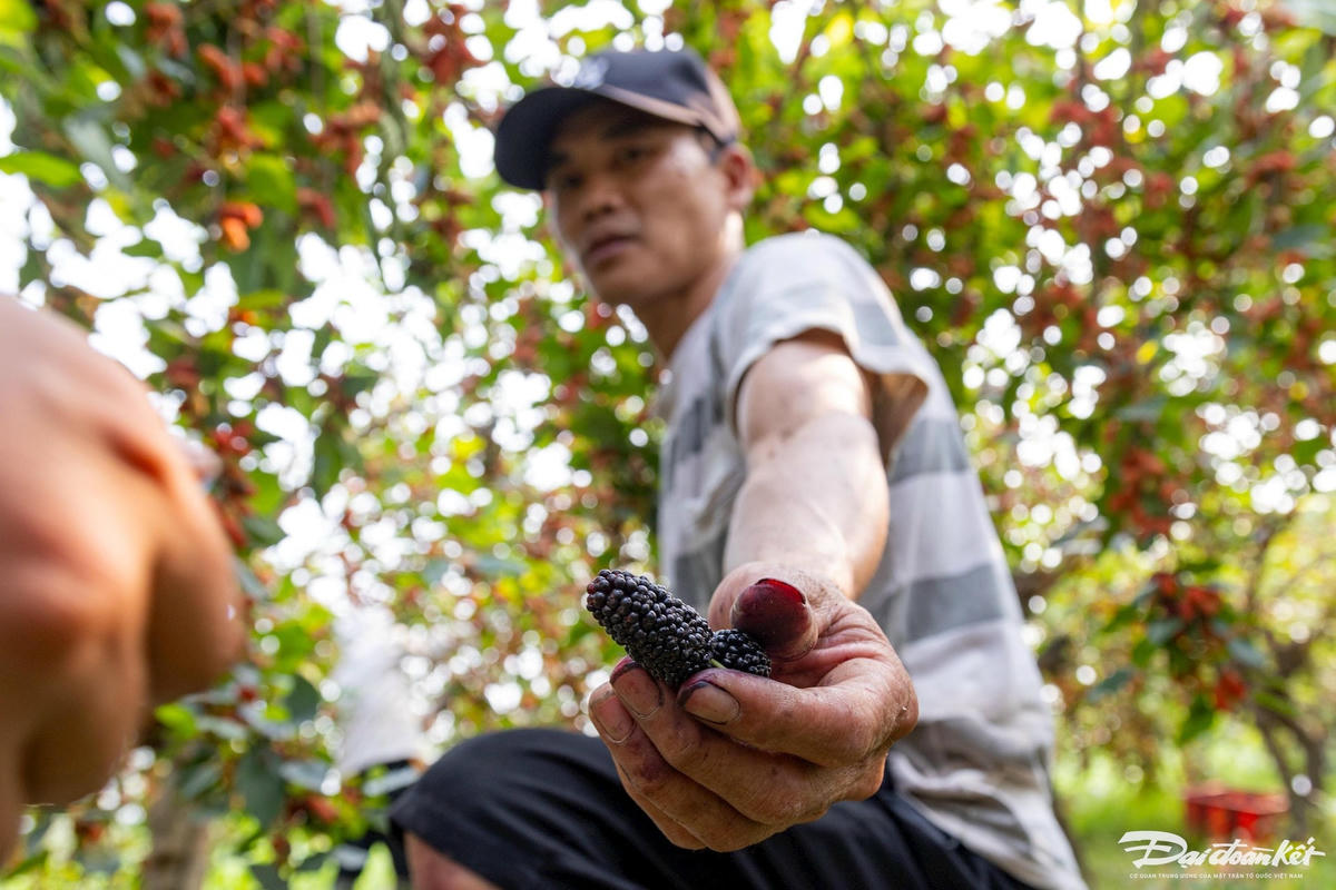 Đặc điểm của loại quả này là cần thu hoạch nhanh, nếu không quả trên cây sẽ chín và rụng. Để hái kịp, chúng tôi phải huy động người thân, hàng xóm phụ giúp