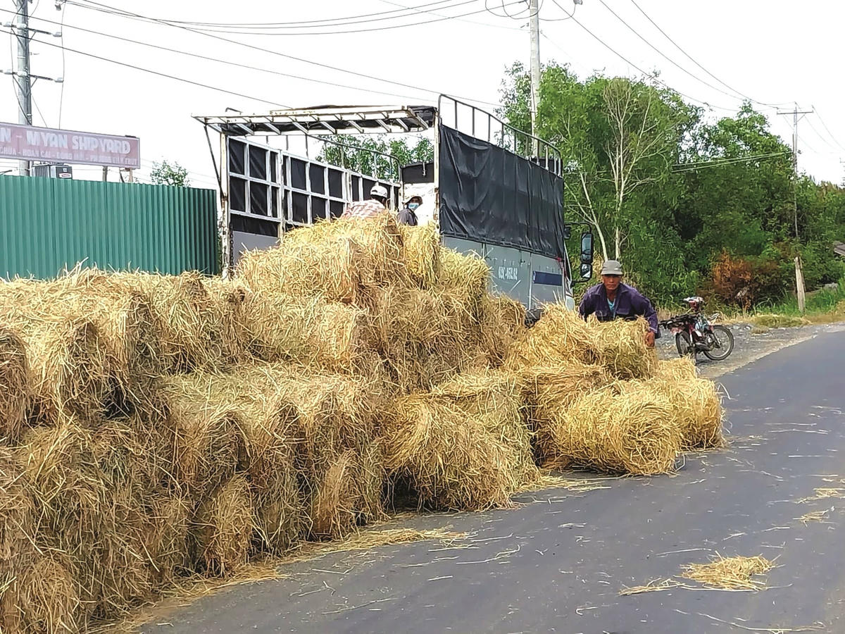 Ảnh 7-Nông dân hối hả bội thu từ rơm rạ