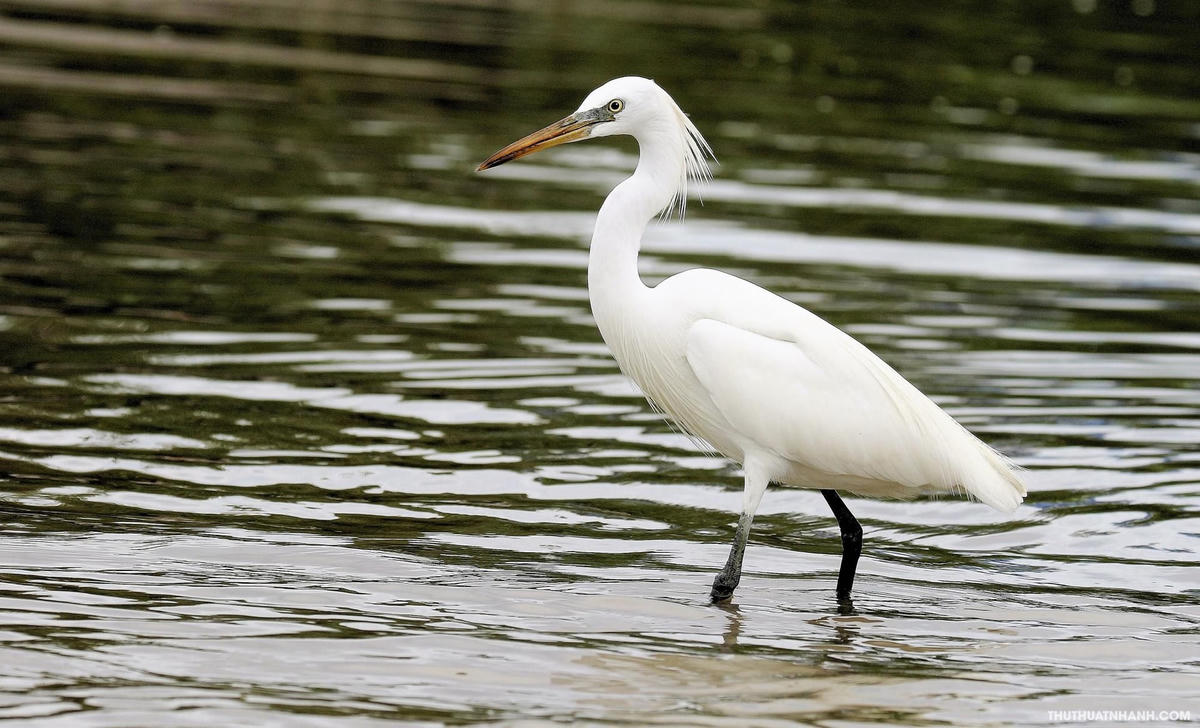 Biểu tượng chim Lạc trên trống đồng Đông Sơn
