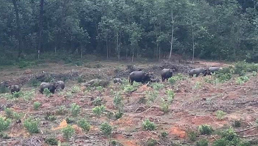 Đàn trâu hoang xuất hiện tại tiểu khu 778D. Ảnh: BT.