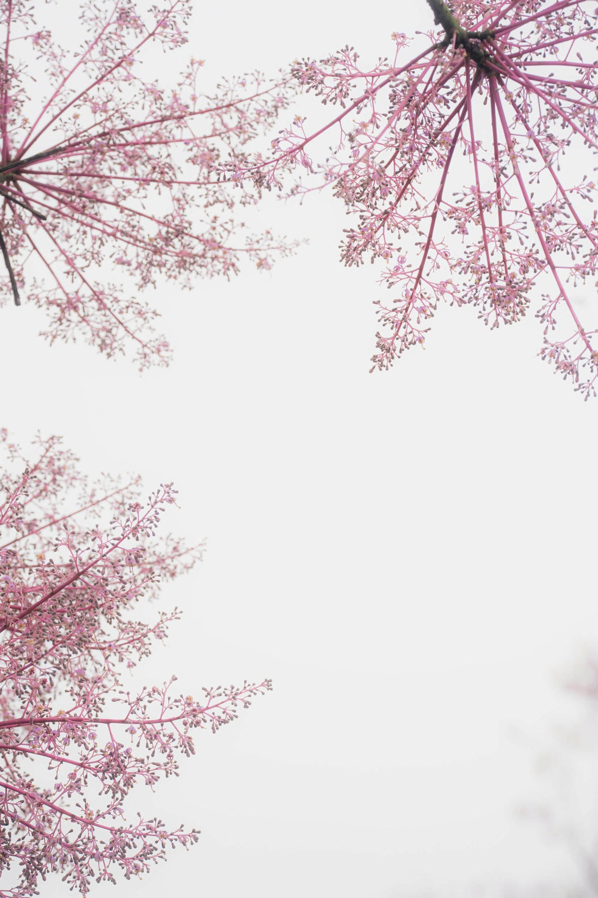 Hoa ngô đồng có màu hồng nhạt, nở thành từng chùm rất đẹp.