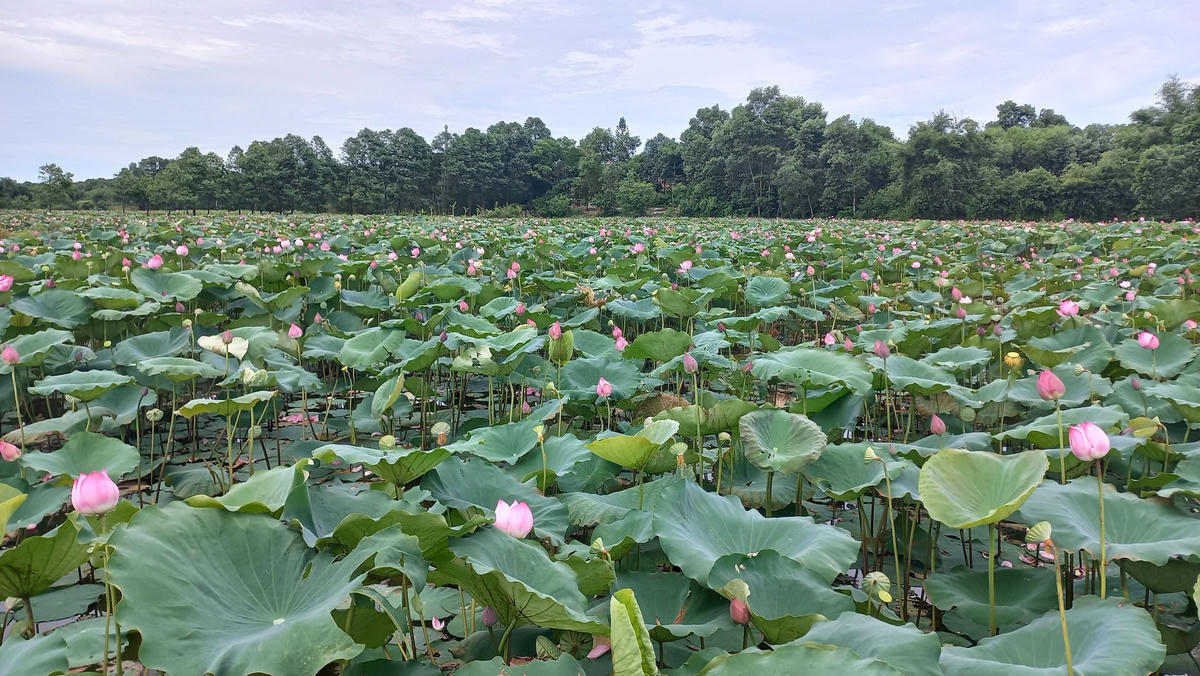 Khu vực Trằm Hải Thọ được người dân cải tạo trồng sen lấy hạt.