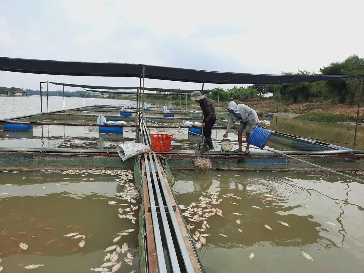 Người dân đang vớt cá chết đảm bảo vệ sinh môi trường.