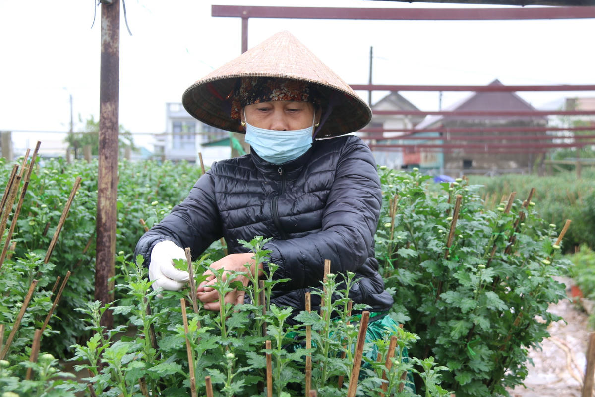 Cùng với đó, người dân sẽ tỉa, cắt bỏ những nụ hoa nhỏ để tập trung chất nuôi dưỡng bông hoa chính.