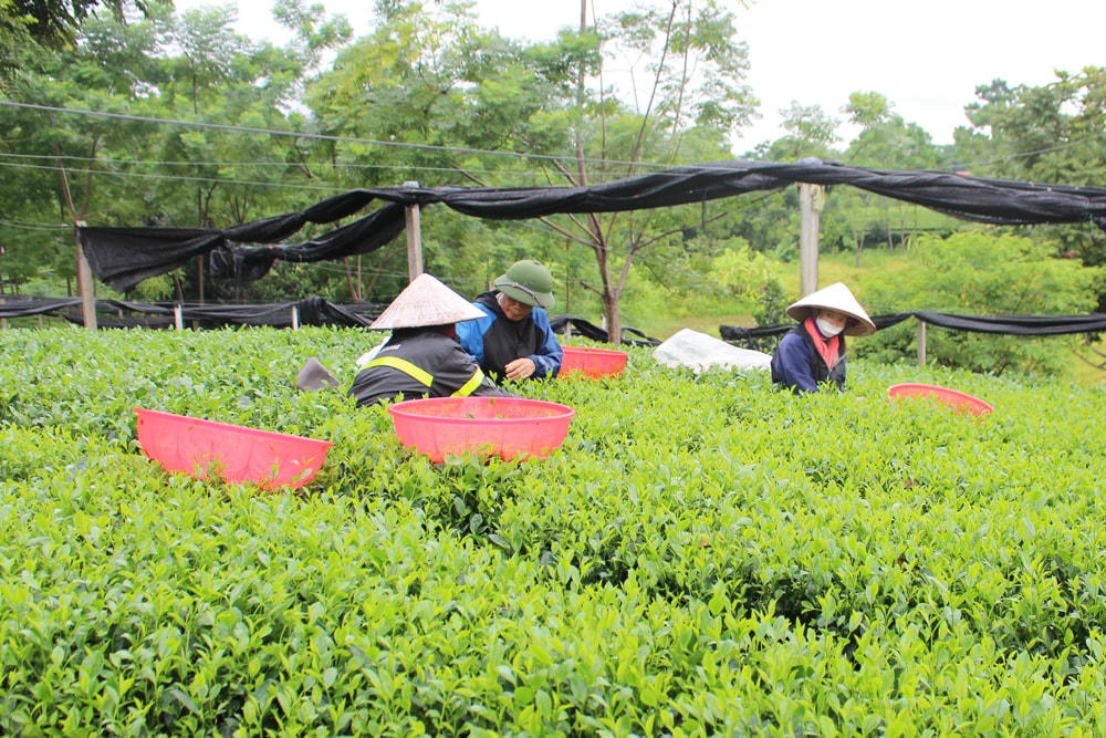 Mô hình sản xuất chè theo hướng hữu cơ, đang được triển khai tại xã Tân Cương, bước đầu cho hiệu quả tốt.