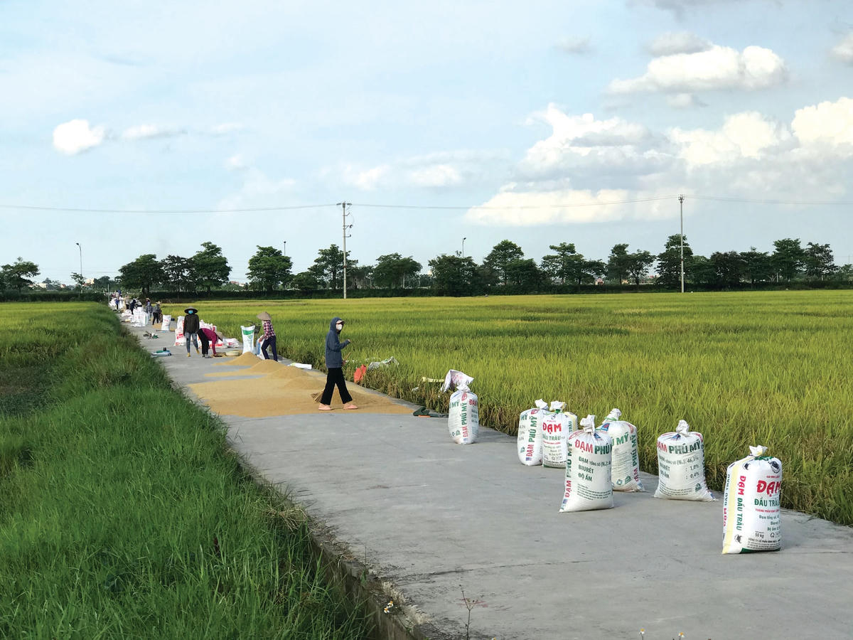 Chiều xuống, bà con lại hối hả đóng thóc vào những bao tải…