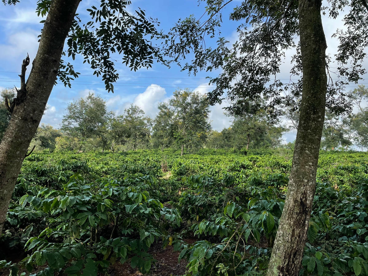 Mô hình cà phê cảnh quan đang được triển khai trên diện rộng.