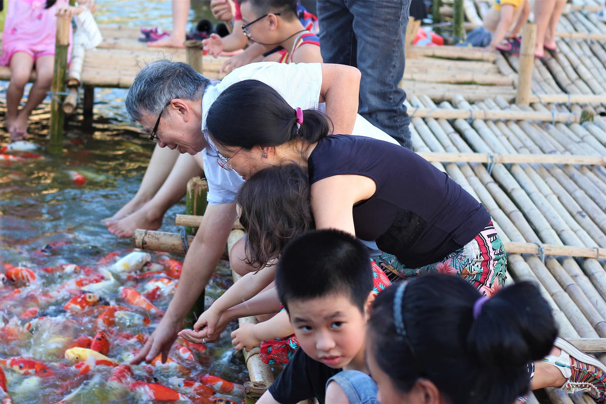Những “chú” cá Koi trở thành tâm điểm chú ý hơn bao giờ hết.