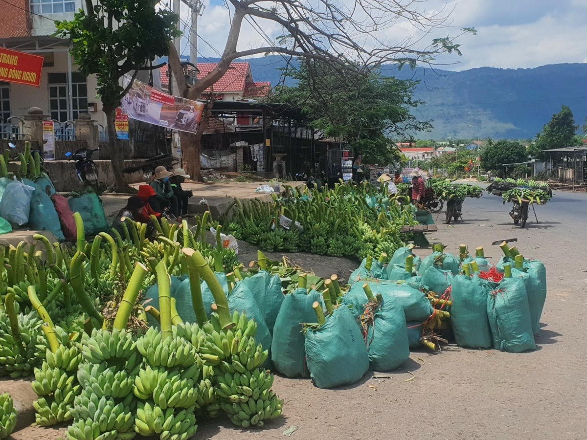 Với điều kiện khí hậu, thổ nhưỡng phù hợp, chuối Hướng Hóa thường cho quả to, đều và bắt mắt.