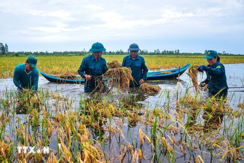 Dân quân tự vệ xã Khánh Bình Đông, huyện Trần Văn Thời, tỉnh Cà Mau, giúp người dân gặt lúa, khắc phục hậu quả ngập úng do mưa lớn kéo dài, tháng 10/2020. (Ảnh: Huỳnh Anh/TTXVN)