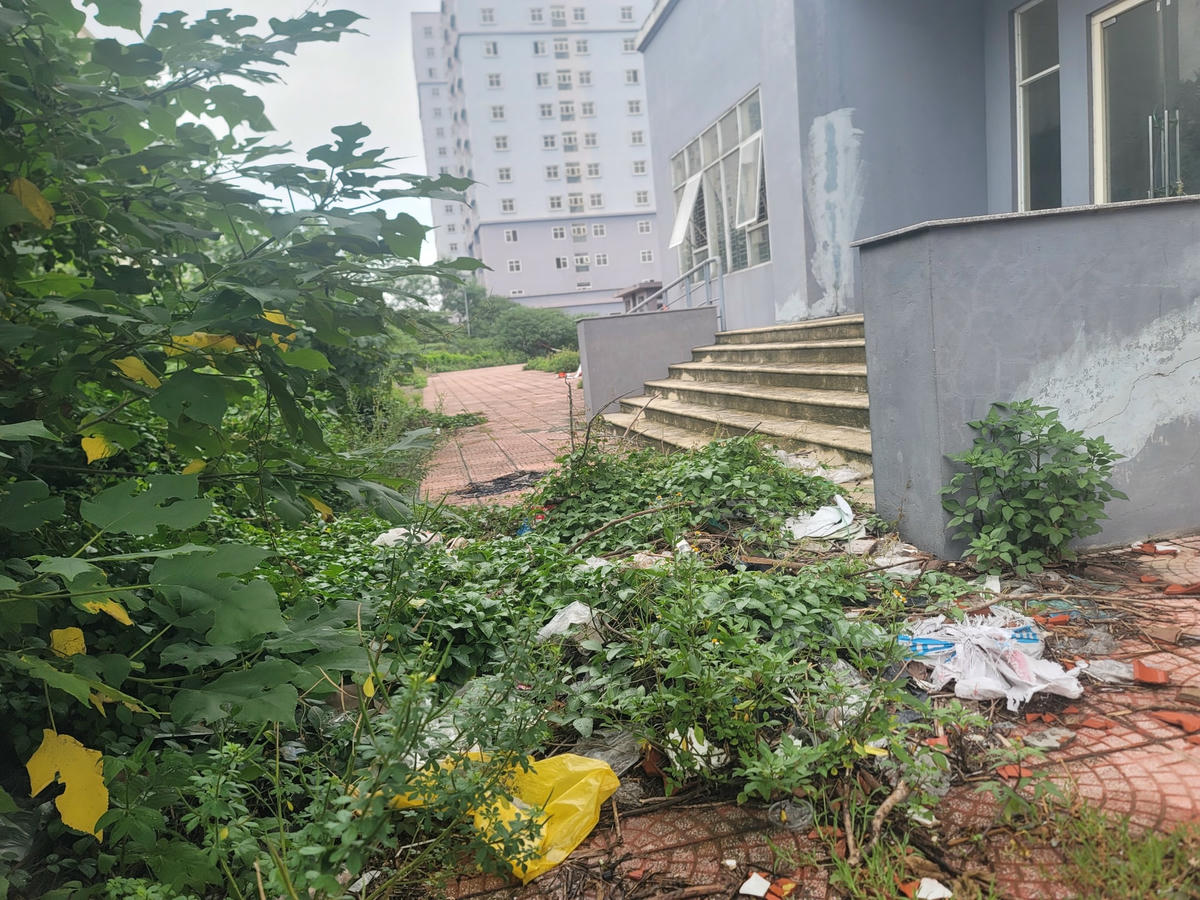 Cỏ dại, rác thải phủ kín lối đi lại khu chung cư.