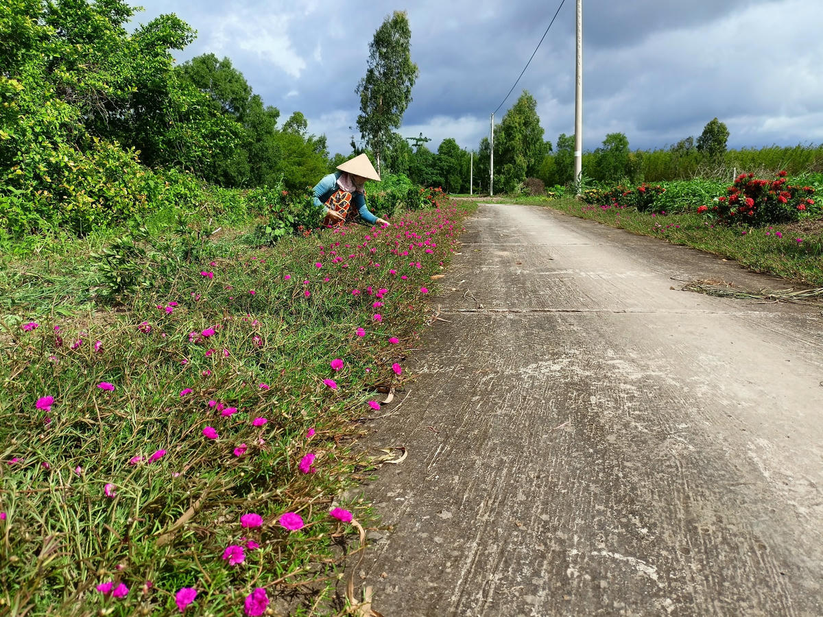 Ven đường người dân trồng nhiều hoa kiểng để tạo cảnh quan xanh – sạch – đẹp.