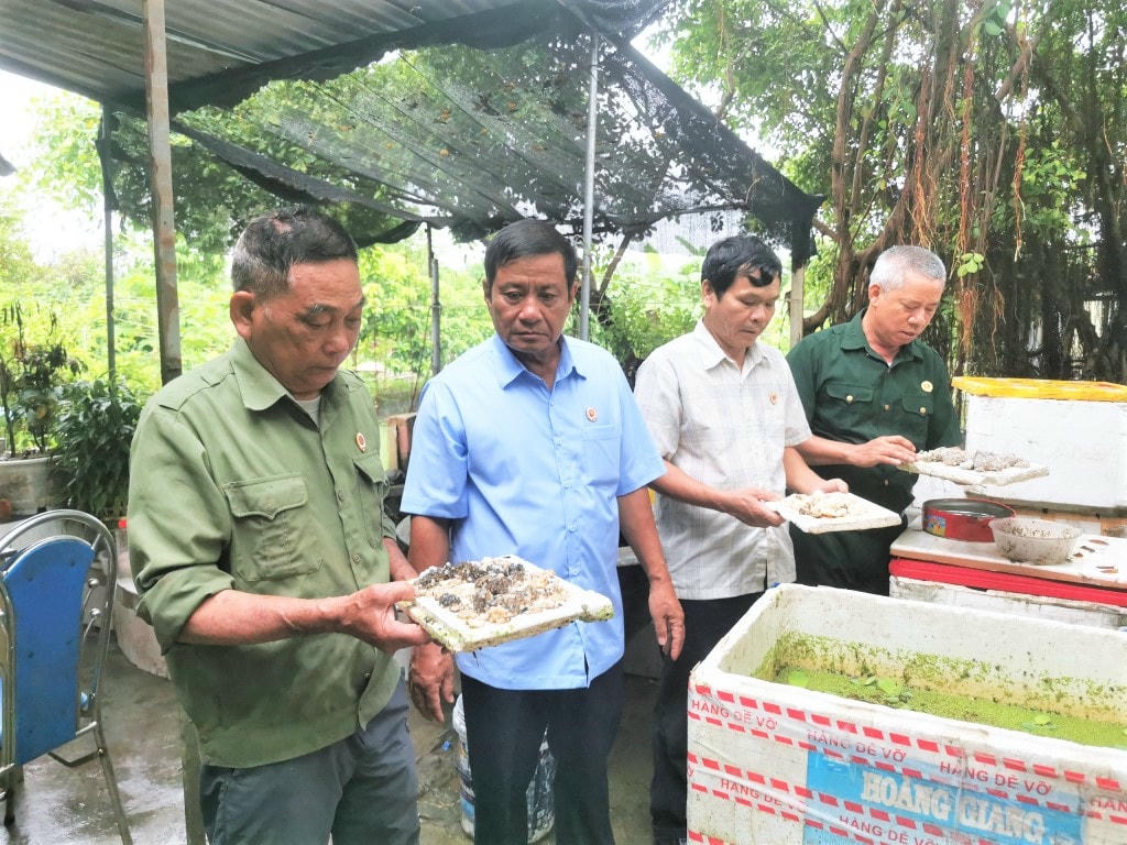 Mô hình nuôi ốc nhồi, cá rô đồng của CCB Chu Quang Việt (thứ nhất bên trái), phường Hải Yên, TP Móng Cái, cho thu nhập 400 triệu đồng/năm. Ảnh: T.T.
