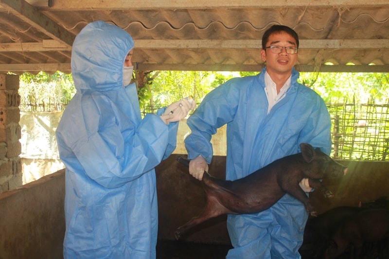 ảnh dịch tả lợn châu phi