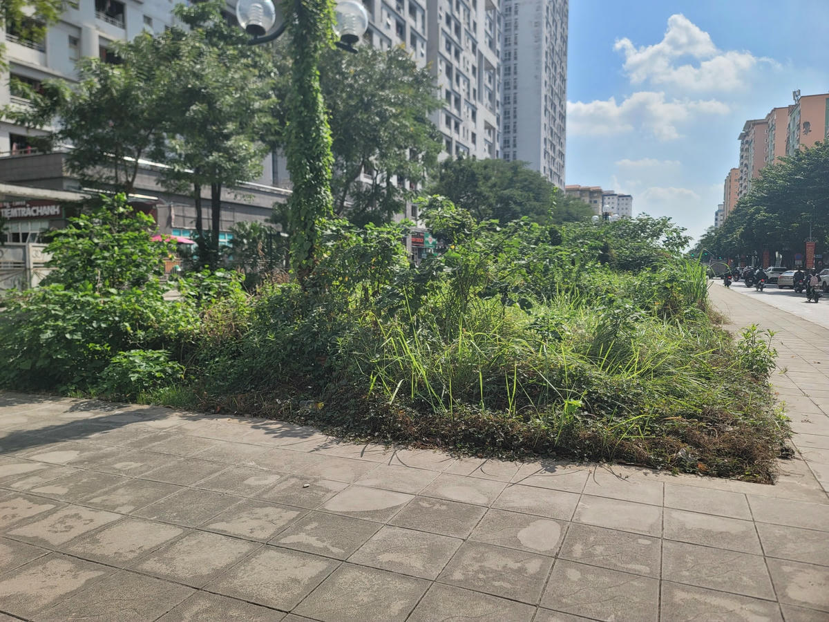 Cỏ dại tốt lút, như 