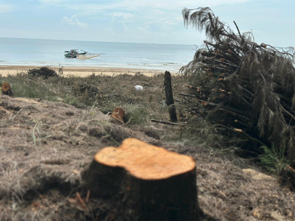 Những ngày gần đây, một số hộ dân ở thôn Bắc Hải (xã Thạch Hải, TP Hà Tĩnh cũ, nay là xã Thạch Khê) tổ chức khai thác cây phi lao trên đất quy hoạch rừng phòng hộ chắn sóng. 