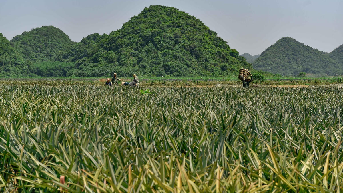 Được xem là vùng trồng dứa lớn nhất nhì miền Bắc, mỗi năm, cứ vào mùa thu hoạch, nhiều vựa dứa tại Thanh Hóa lại nhộn nhịp nhân công, xe mua ra vào tấp nập. Trên các quả đồi ở huyện Hà Trung, Ngọc Lặc, Yên Định, thị xã Bỉm Sơn, từng vạt dứa mọc nối tiếp nhau, phủ xanh cả một vùng rộng lớn.