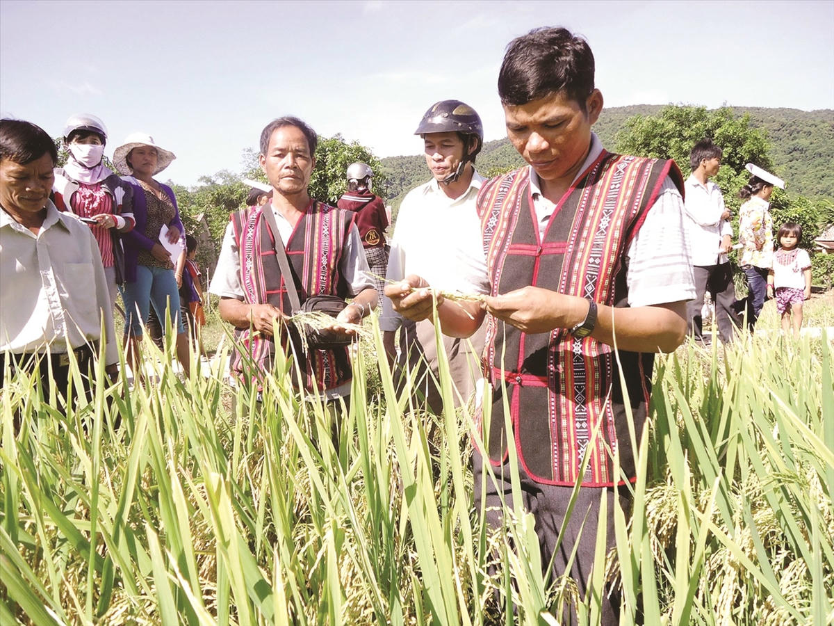 Nguồn lực từ Chương trình MTQG 1719 sẽ giúp các địa phương vùng đồng bào DTTS và miền núi đầu tư phát triển sản xuất, nâng cao đời sống cho người dân.