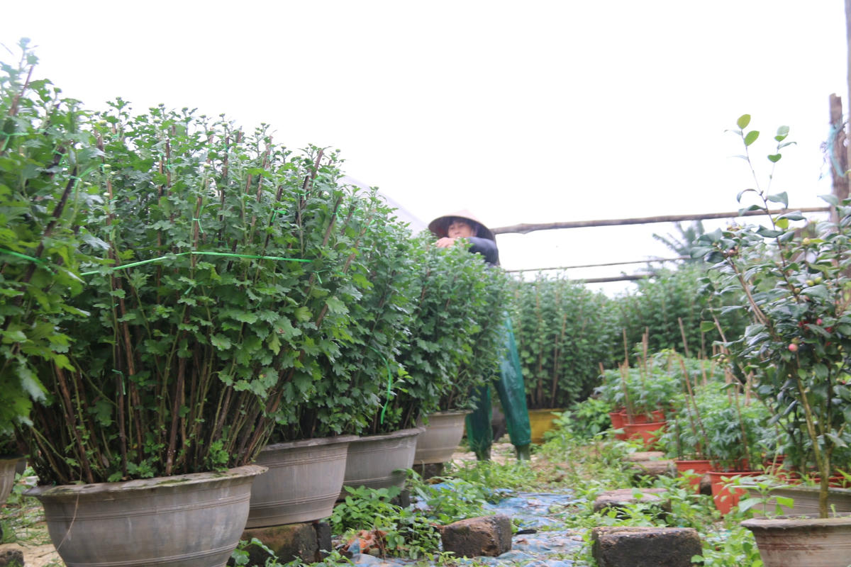 Những chậu hoa có đường kính 40 - 60cm thường được người dân ưa chuộng hơn cả.