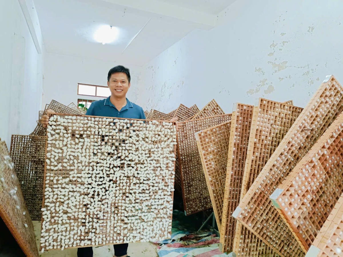 Nghề trồng dâu nuôi tằm hứa hẹn nâng cao thu nhập cho nông dân miền núi.