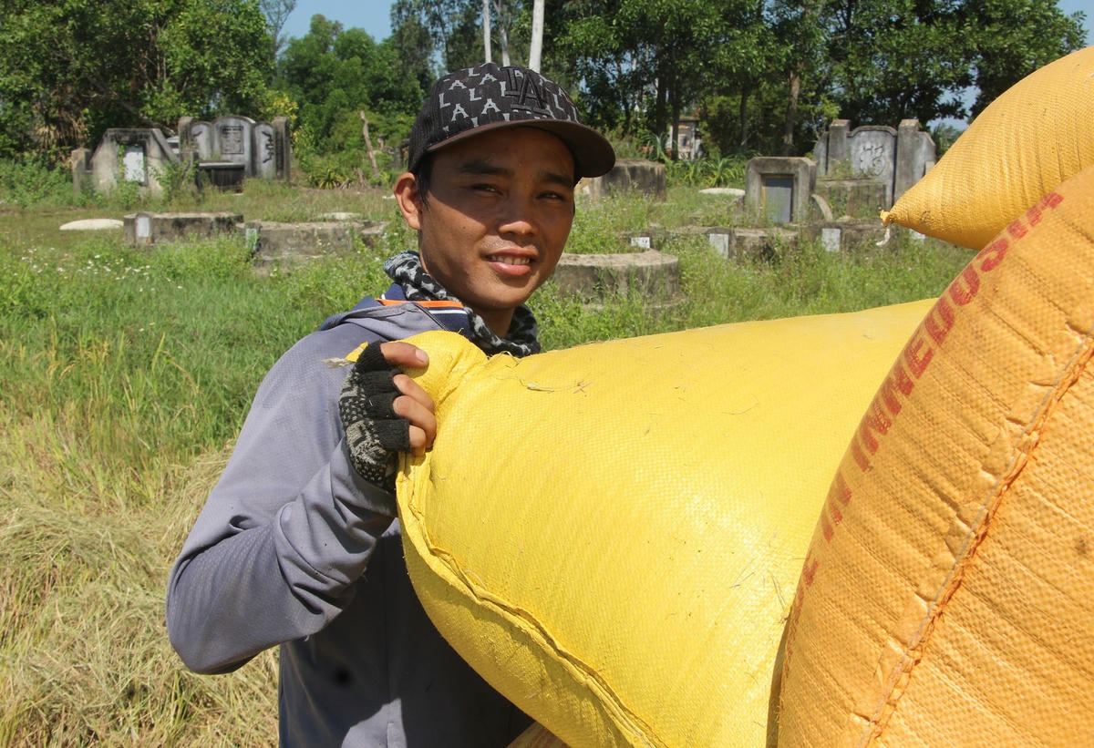 Anh Hồ Tấn Vinh đang vận chuyển lúa về nhà.