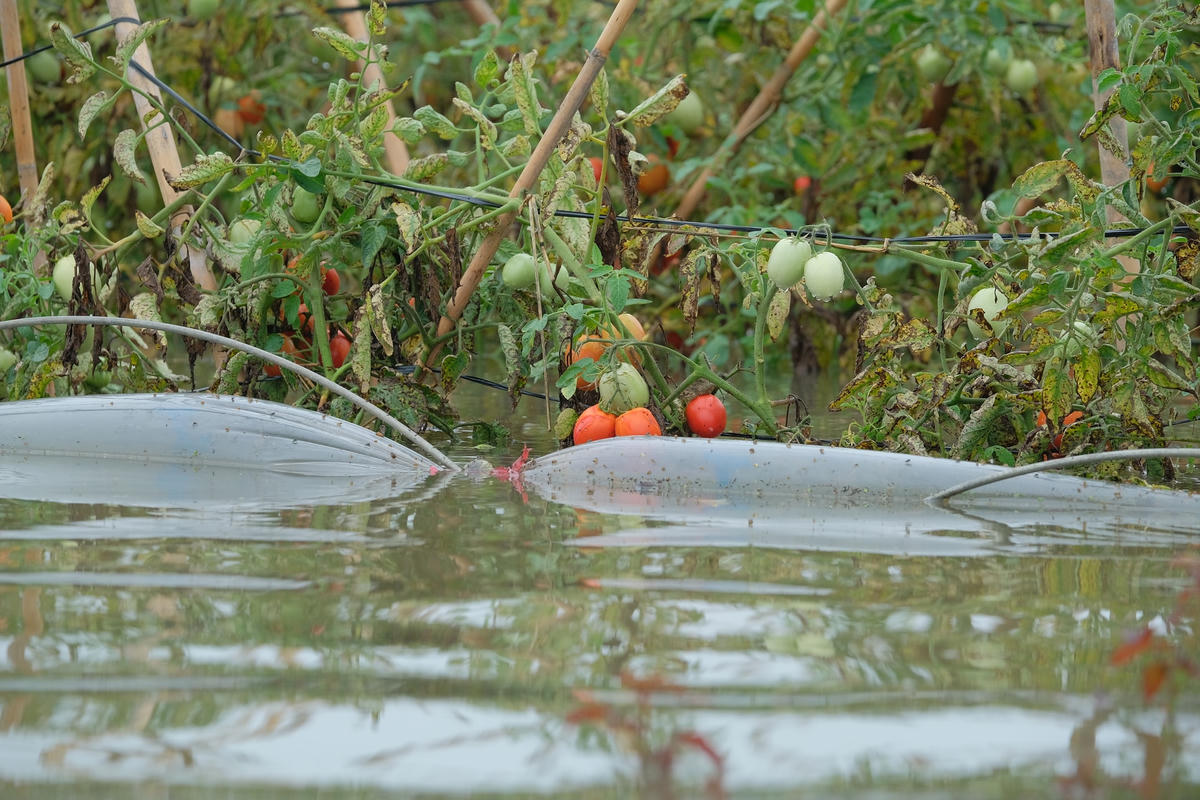 Đông Anh, Hà Nội: Cà chua, hoa hồng ngập nước, dân cắt mang bán không kịp
