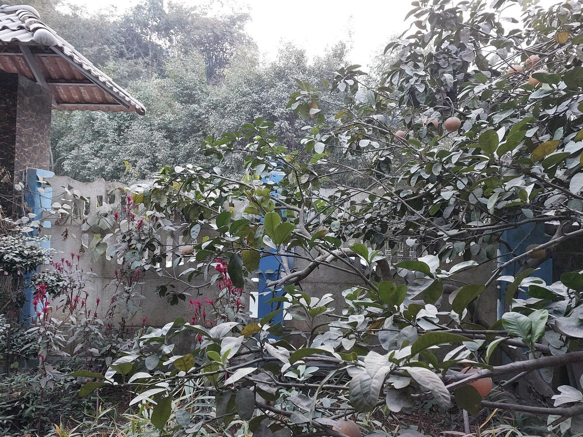 Ngoài cây cối, sức khoẻ của người dân cũng bị ảnh hưởng do hoạt động khai thác đá ở mỏ Mèo Gù. Ảnh: Ngô Hùng (chụp cuối năm 2022)