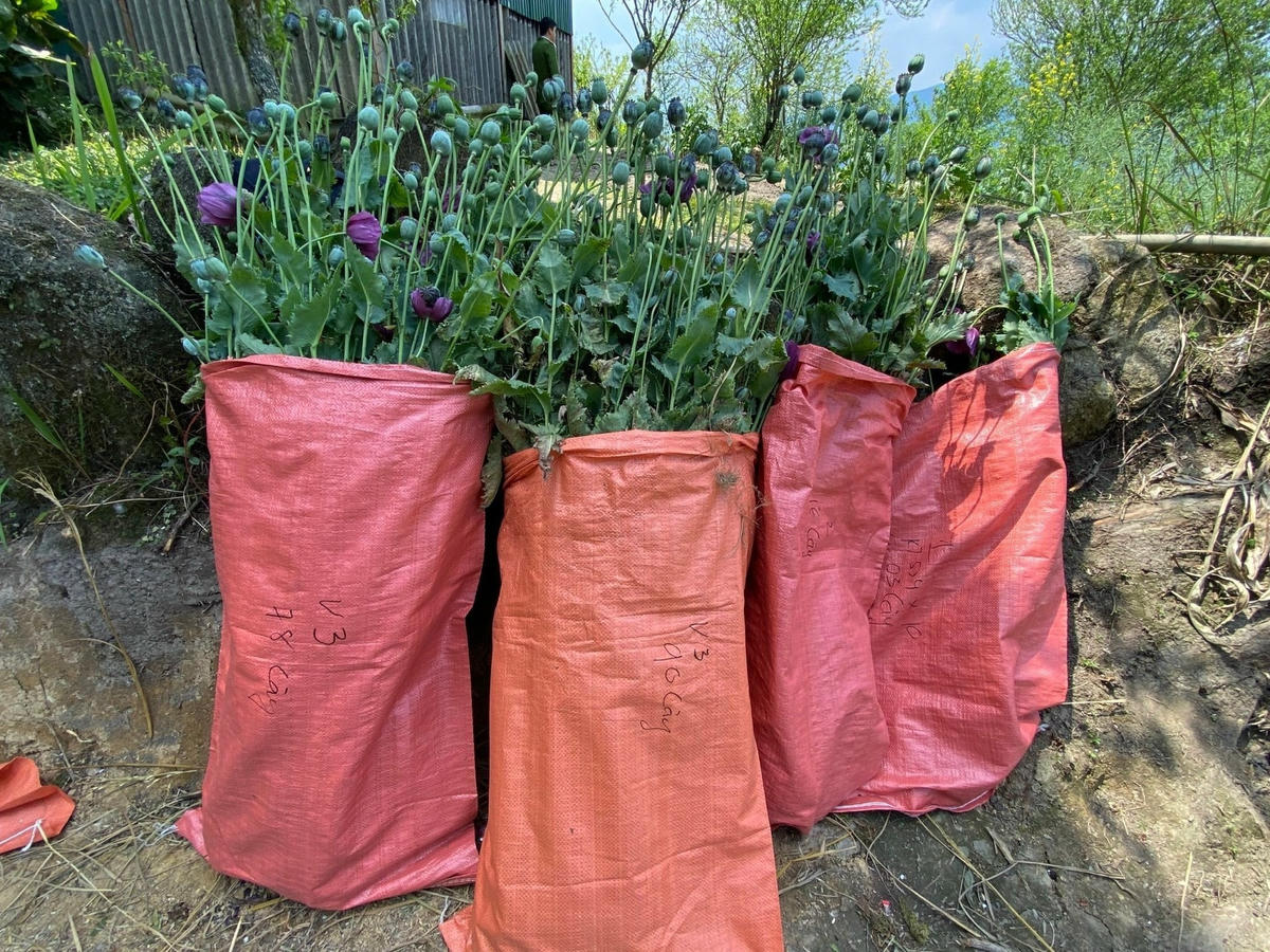 Những cây thuốc phiện trưởng thành, sắp được cạo nhựa. Ảnh Tuấn Nguyễn