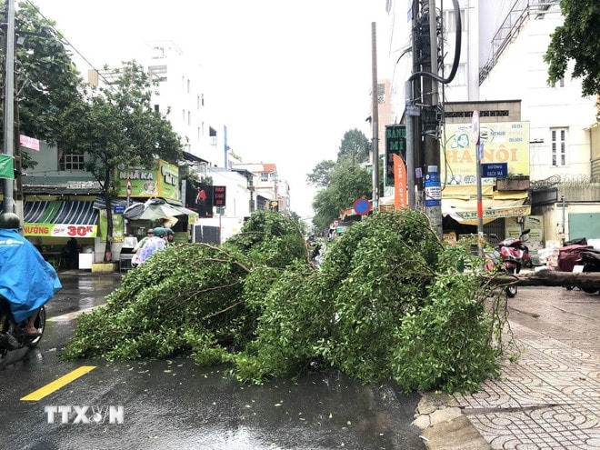 ttxvn-cay-xanh-do-hang-loat-tai-thanh-pho-ho-chi-minh-sau-mua-dong-2007-2.jpg