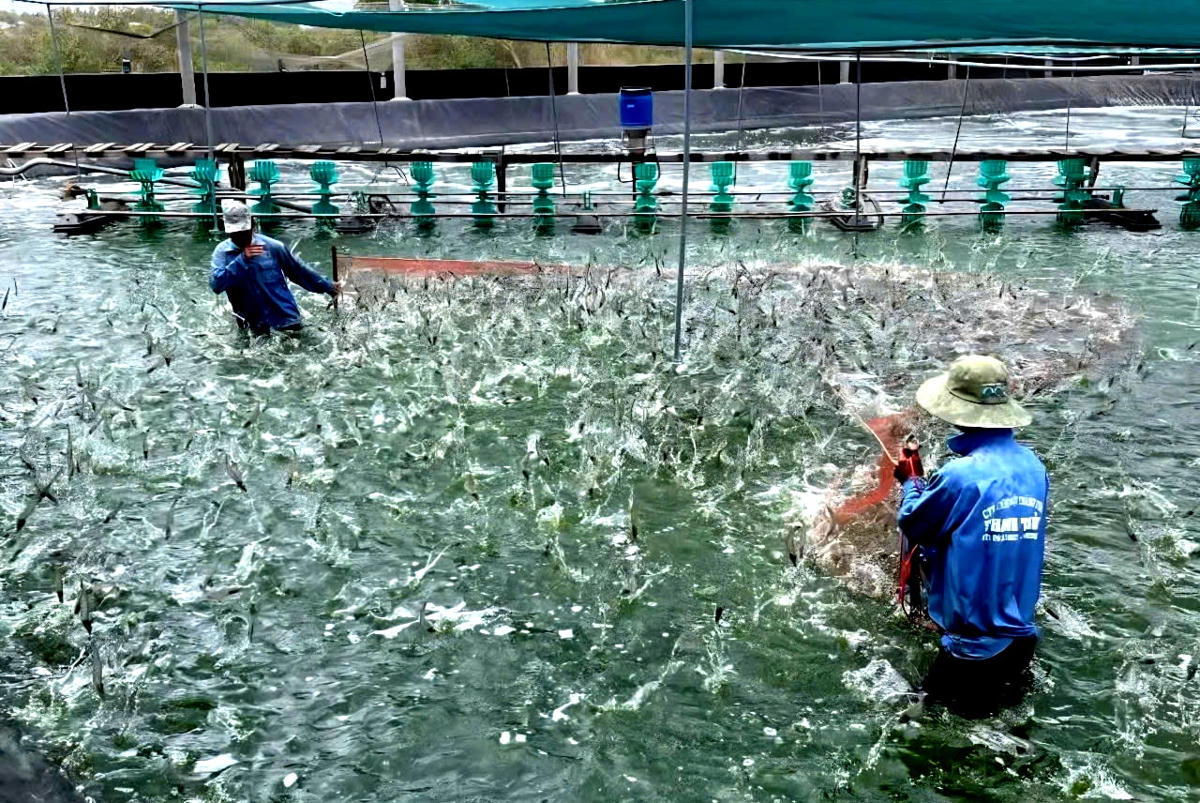 Ảnh 2. Cà Mau tập trung chuyển đổi mô hình sản xuất, áp dụng công nghệ cao vào nuôi tôm.