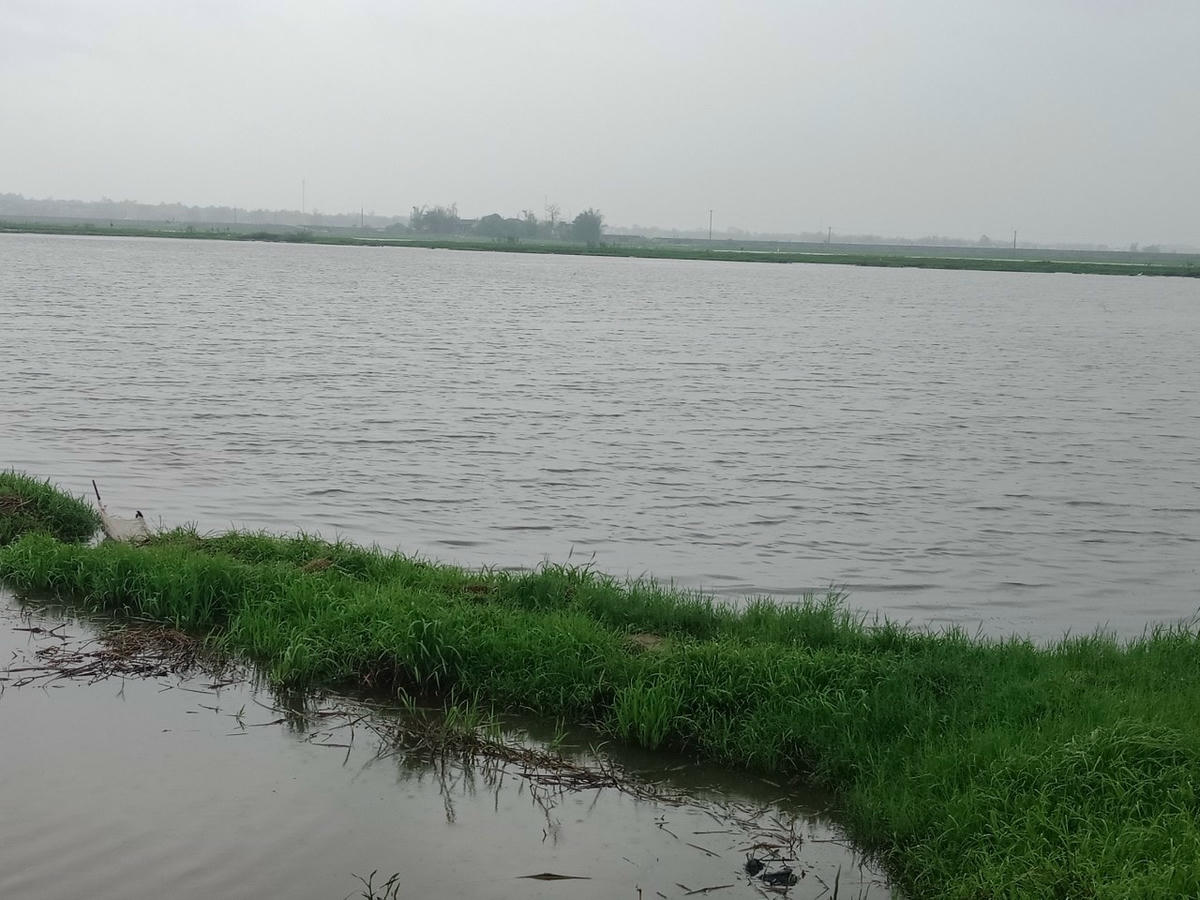 Mưa lớn nhiều ngày khiến hơn 2.000ha lúa tại Quảng Trị bị ngập úng.