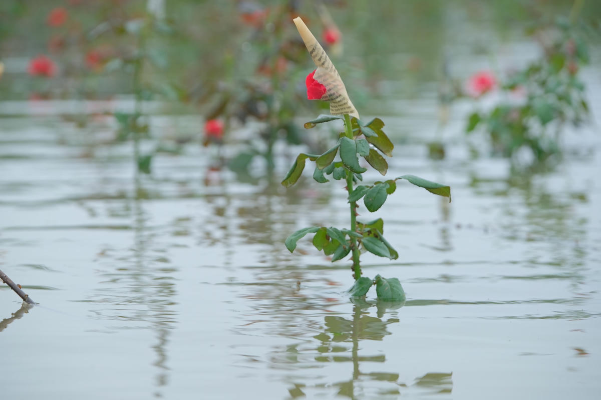 Đông Anh, Hà Nội: Cà chua, hoa hồng ngập nước, dân cắt mang bán không kịp