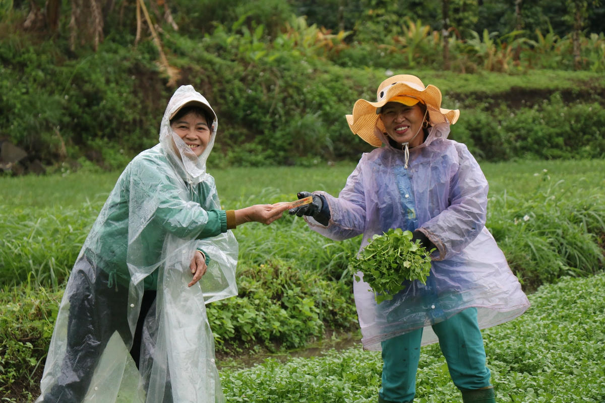 Điều này khiến rau xà lách xoong “lên ngôi” trong dịp Tết Nguyên đán Quý Mão 2023.
