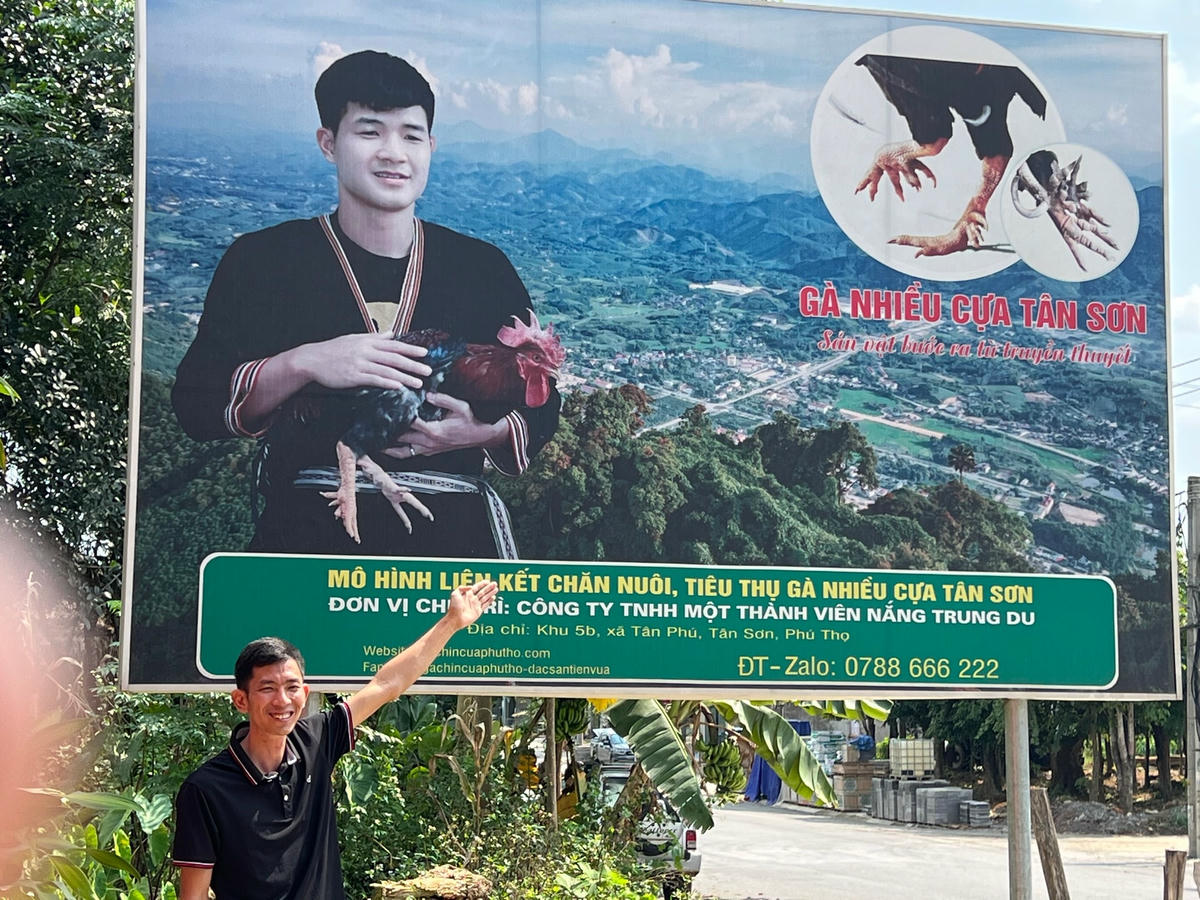 Năm 2021, Nguyễn Văn Đức thành lập Công ty TNHH Nắng Trung Du để thực hiện liên kết với 10 hộ chăn nuôi gà nhiều cự tại các xã Tân Phú, Kiệt Sơn, Minh Đài, Xuân Đài của huyện Tân Sơn để áp dụng mô hình liên kết chăn nuôi, tiêu thụ gà nhiều cựa. Ảnh: Ngô Hùng