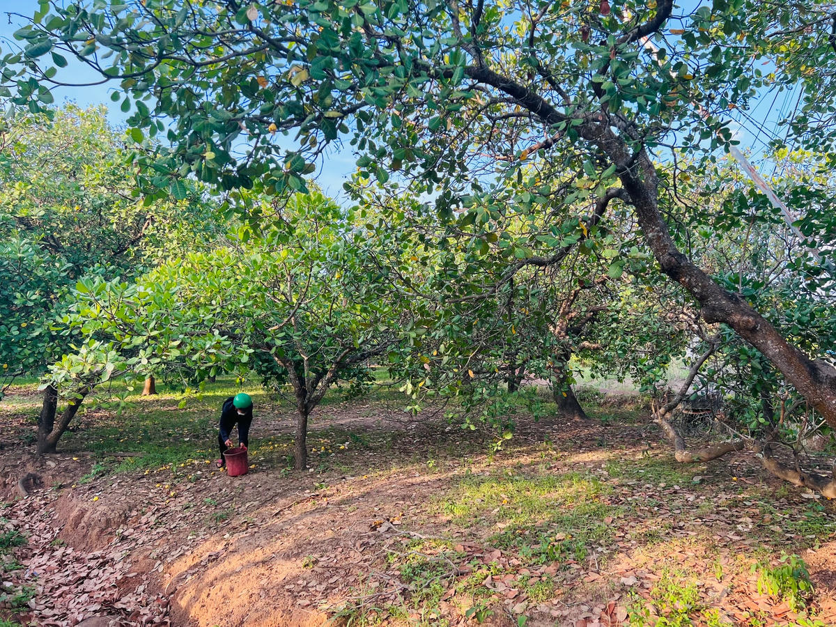 Người dân Đắk Lắk thu hoạch điều.