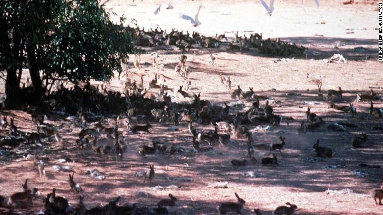 Một đàn thỏ hoang dã ở Australia. Ảnh: CNN.