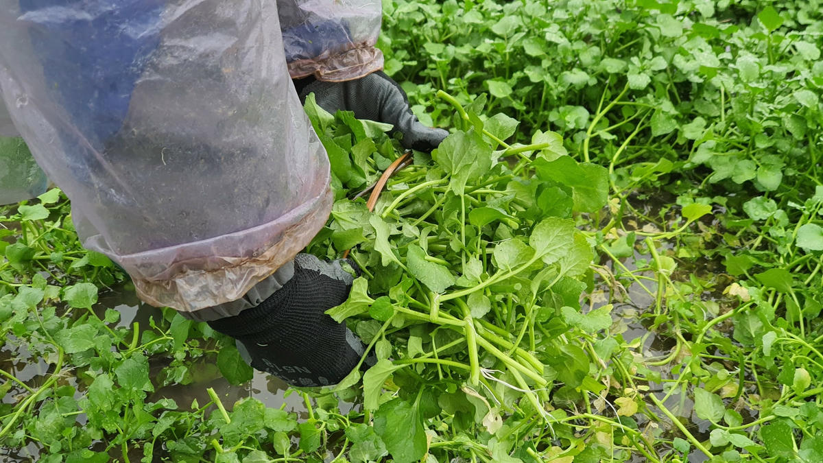 Rồi dùng lạt buộc lại thành từng bó.