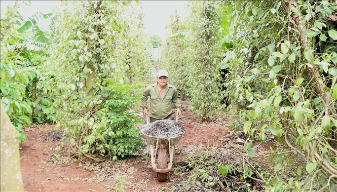 Người dân trở lại sinh hoạt thường nhật sau sự việc nhóm đối tượng dùng súng, dao tấn công trụ sở UBND xã Ea Tiêu và Ea Ktur, huyện Cư Kuin, tỉnh Đắk Lắk. Ảnh: Quang Thái/TTXVN.