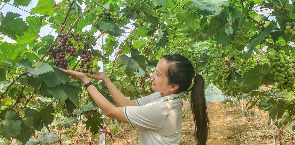 Vườn nho của ông Bình còn là một địa điểm lý tưởng cho du lịch trải nghiệm nông nghiệp, nơi khách tham quan có thể khám phá quá trình sản xuất nông nghiệp hiện đại và tận hưởng không gian thiên nhiên trong lành. Ảnh: Cẩm Kỳ