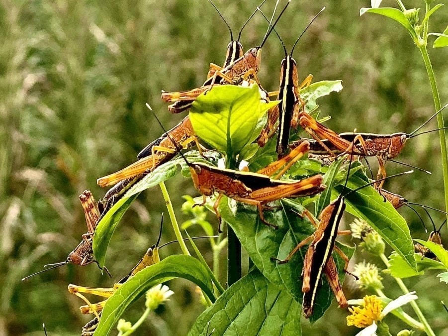 Mật độ châu chấu tại xã Minh Khai, huyện Thạch An (Cao Bằng) có nơi lên tới 2000-3000 con/m2. (Ảnh: TTXVN phát)