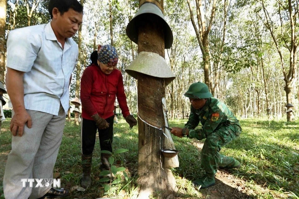 Bộ đội Biên phòng Đồn Đắc Xú (Kon Tum) hướng dẫn người dân cách cạo mủ cao su, phát triển kinh tế. (Ảnh: Vũ Sinh/TTXVN)