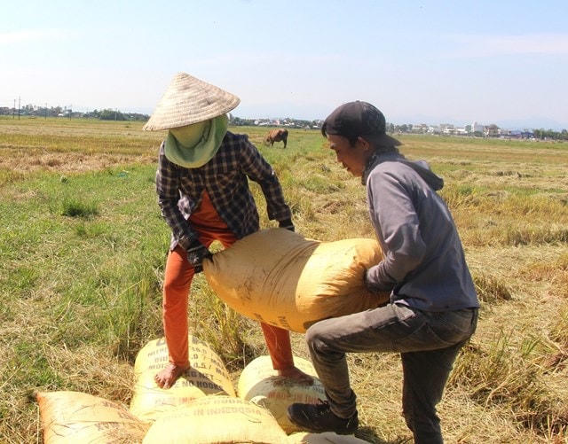 Bà Hồ Thị Hòa cùng người nhà vận chuyển lúa lên bờ.