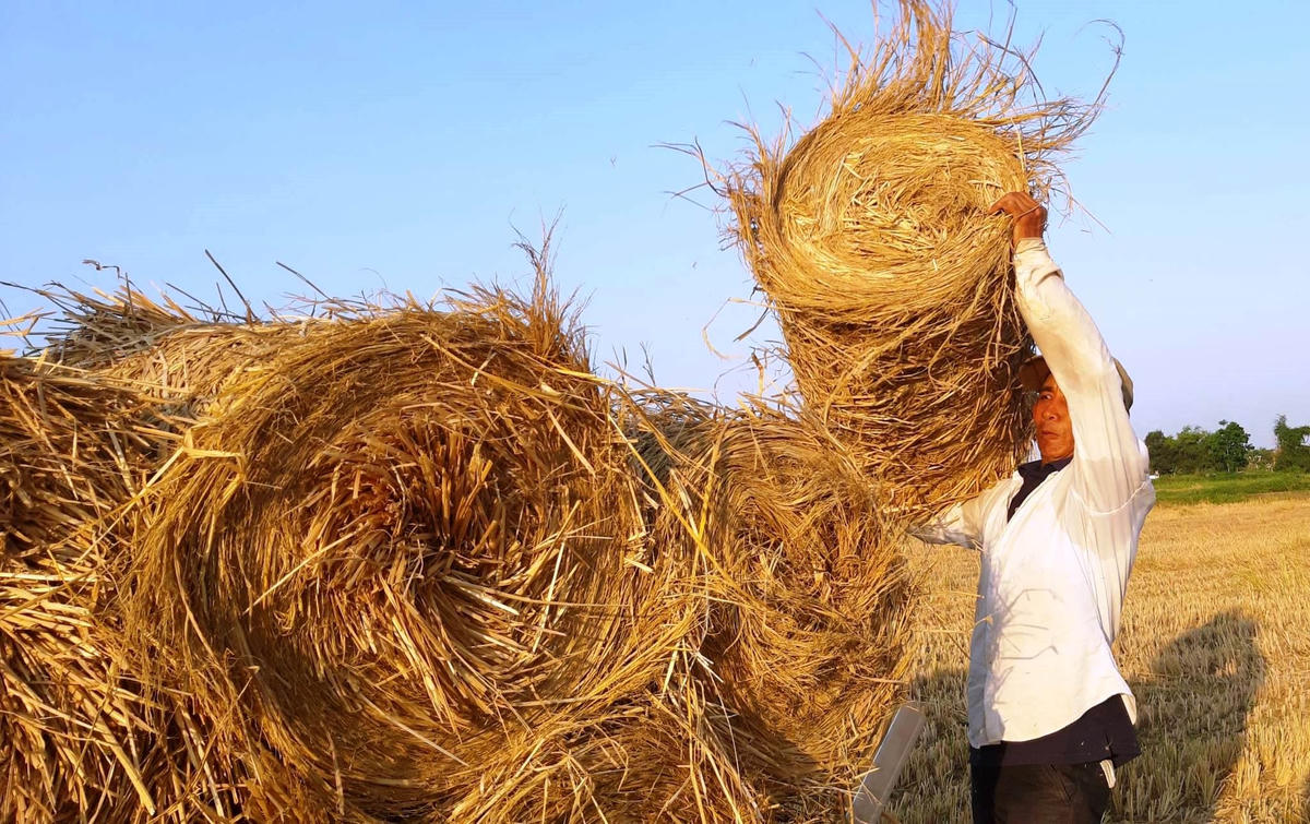Bất chấp nắng nóng để có rơm rạ khô cho trâu bò.