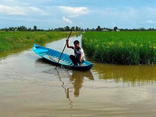 Mô hình nuôi tôm – lúa đạt chứng nhận ASC ở xã Trí Lực đã giúp cho đời sống của người dân địa phương ngày thêm ổn định.
