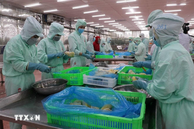 Chế biến nông sản xuất khẩu. (Nguồn: TTXVN) ttxvn-che-bien-nong-san-2827.jpg